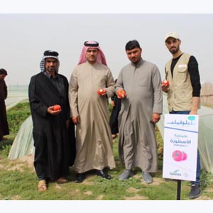 BlueField Agriculture Iraq Introduced its New Tomato Variety “Oustoura”
