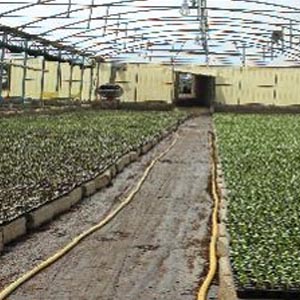 BlueField Lebanon Showcased Innovation in Agriculture